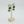 Shiro Khorshid Agate Brass Earrings
